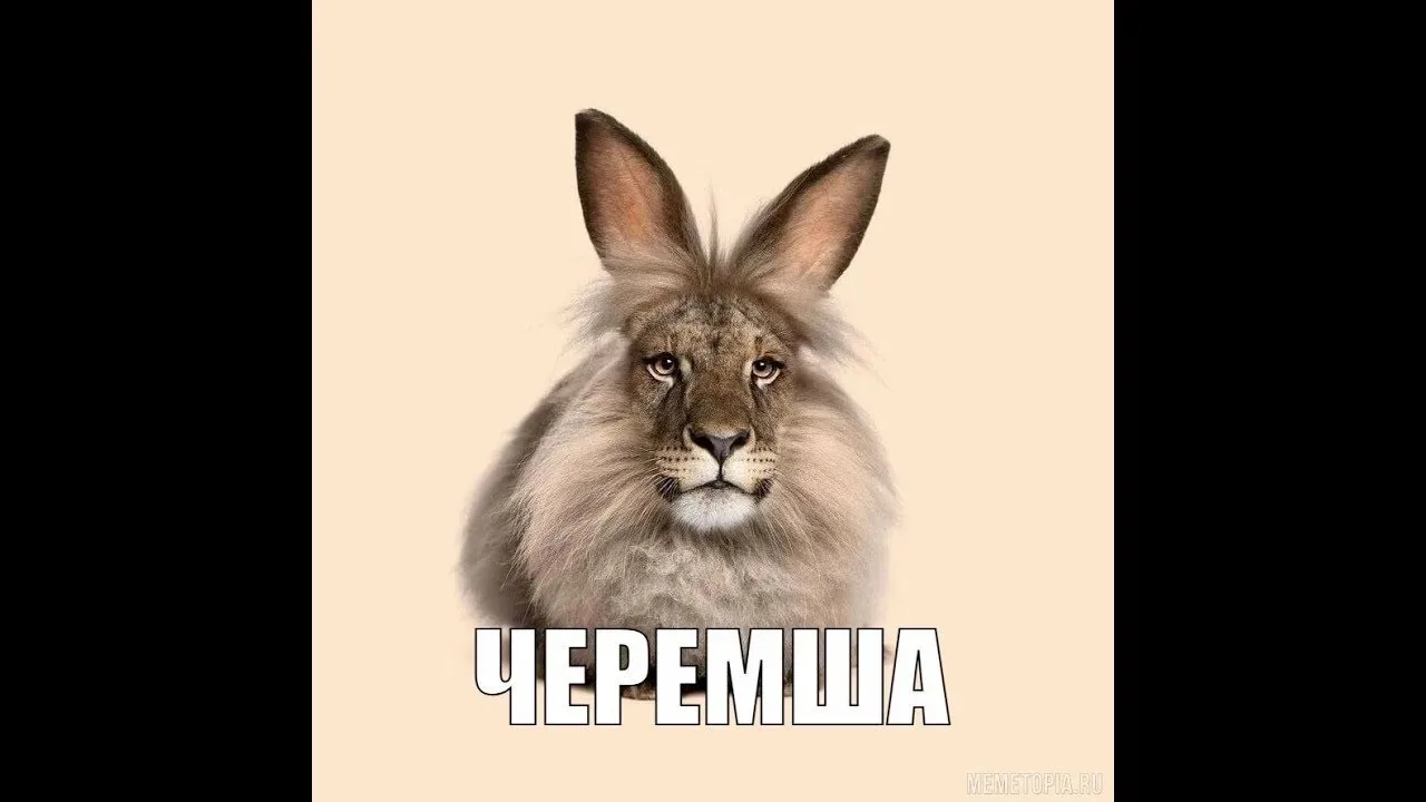 Черемша. ЧЕРЕМША МЕМ