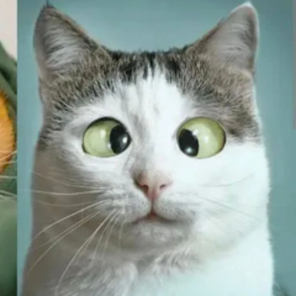 Смешные котики